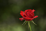 月季花