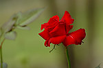 月季花