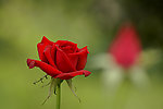 月季花