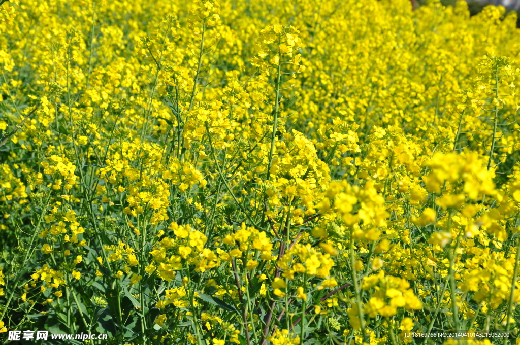 春天 油菜花图片