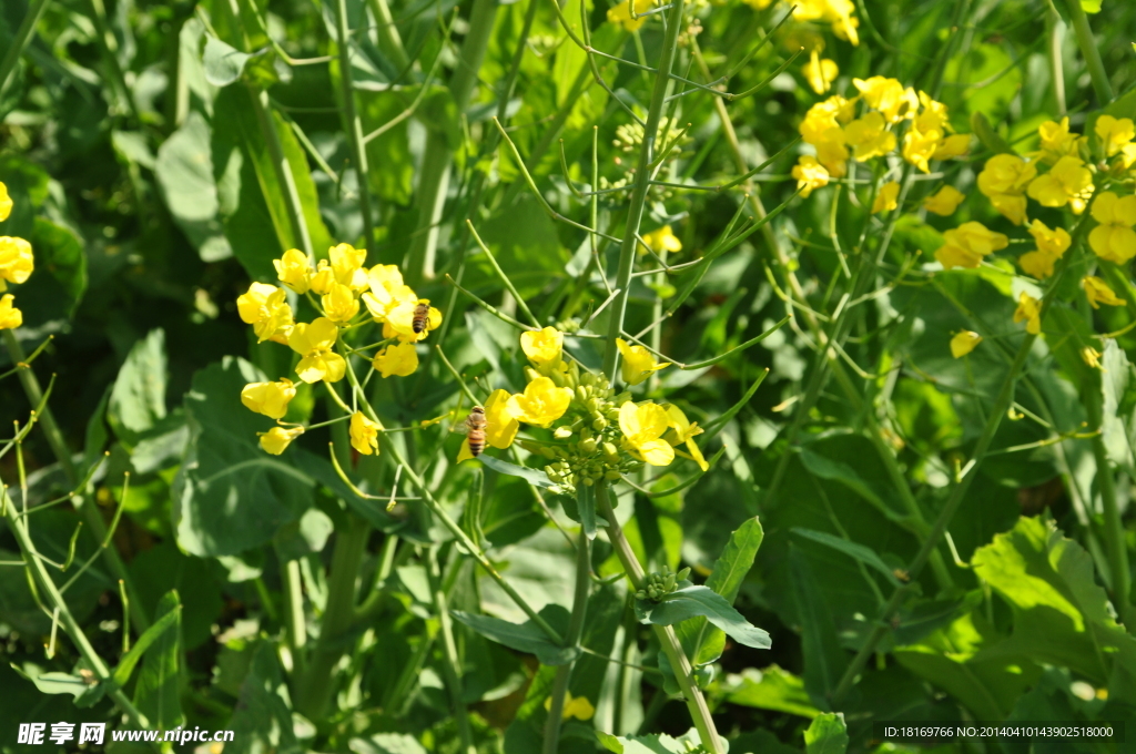 春天 油菜花图片