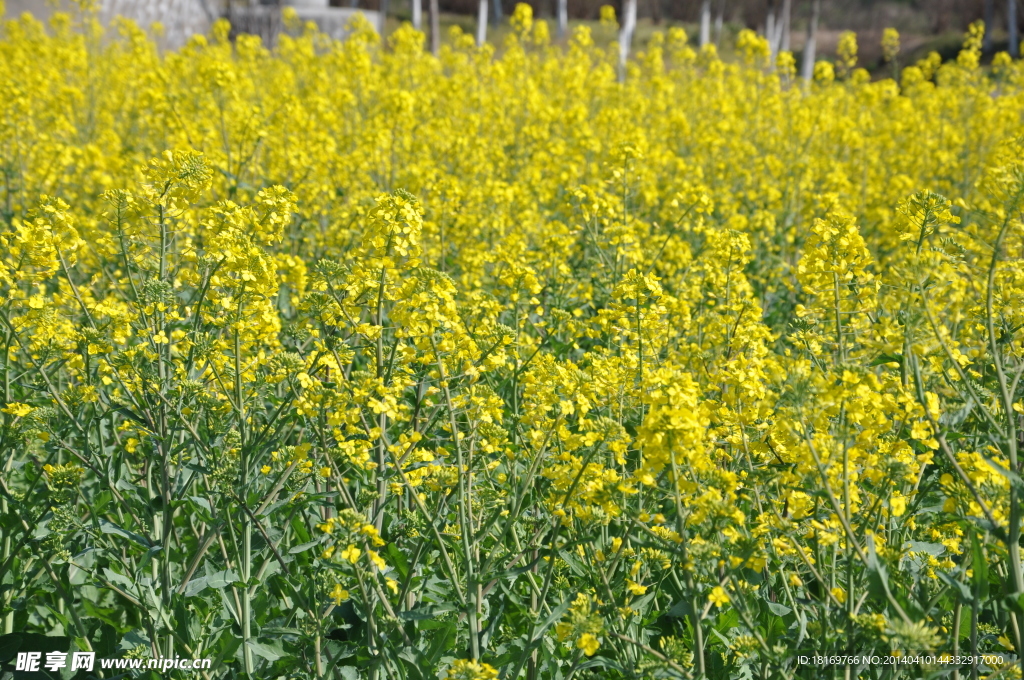 春天 油菜花图片