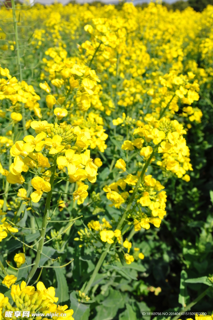 油菜花 春天