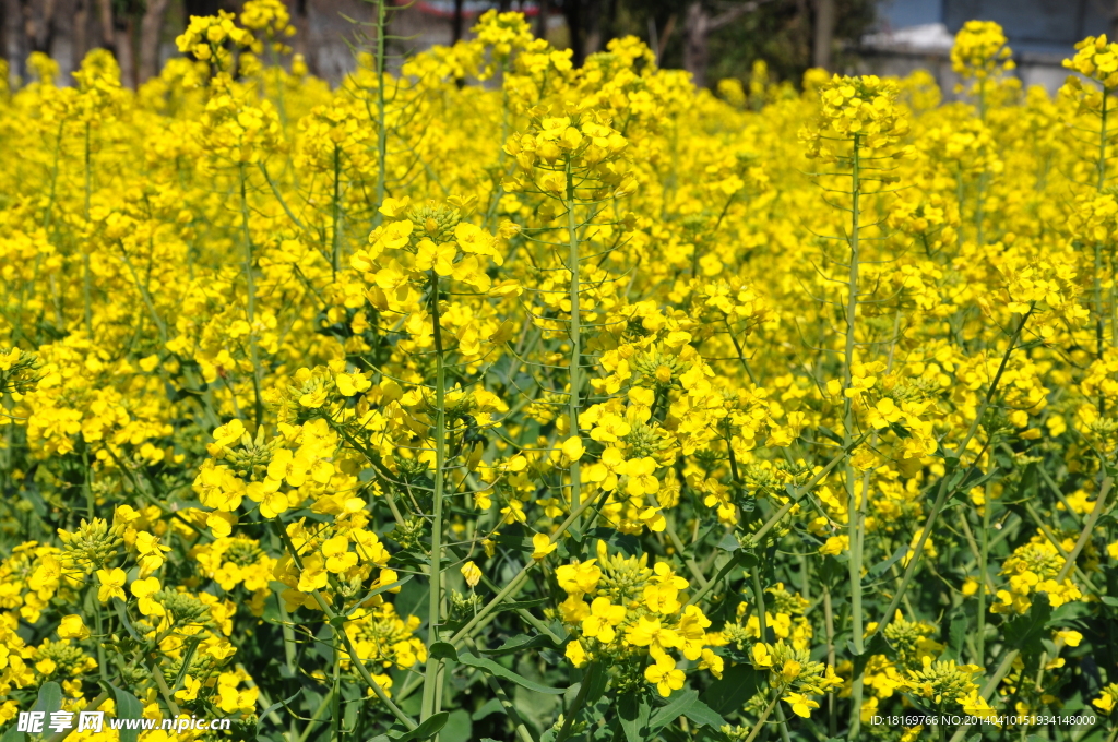 油菜花