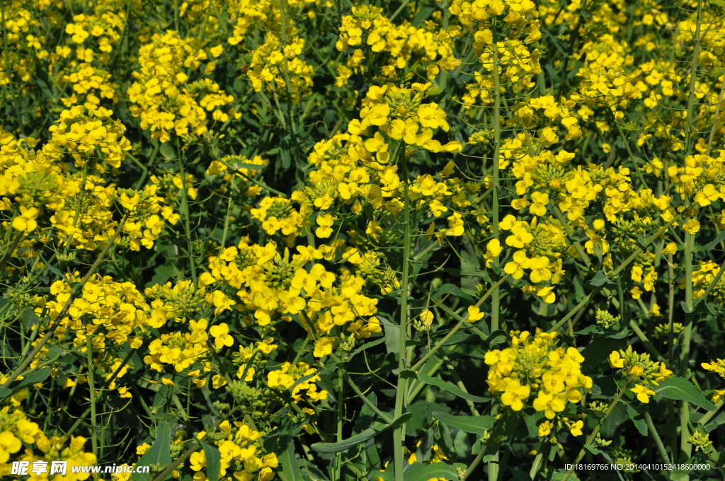 油菜花 田园风光 春