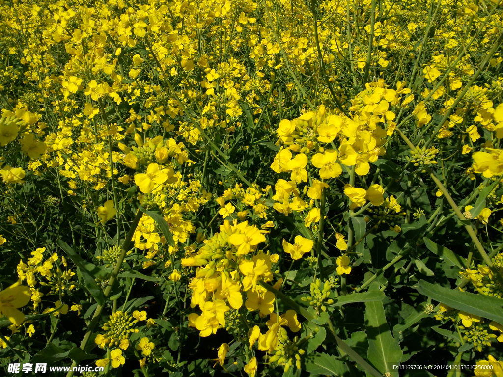 油菜花