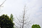 树叶 香洲广场