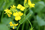 油菜花满枝