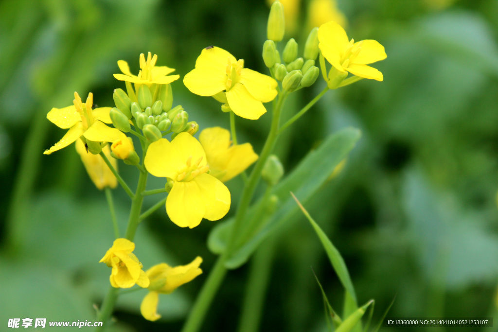 油菜花满枝