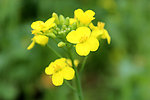 油菜花