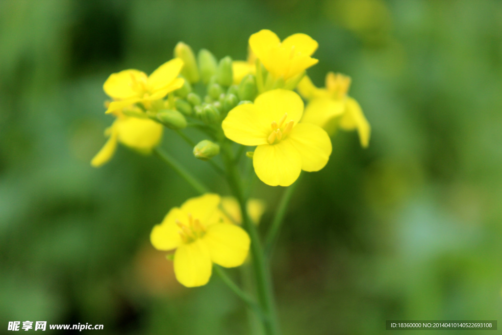 油菜花