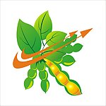 矢量黄豆