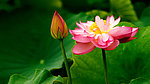 荷花