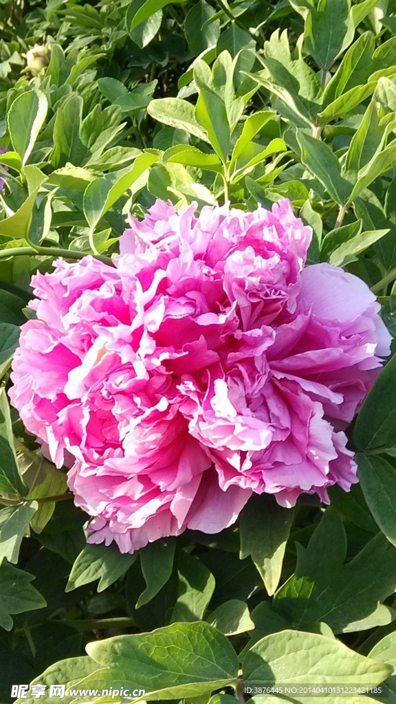 牡丹花