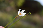 鸡蛋花