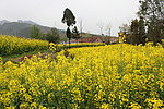 油菜花