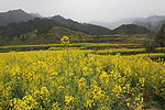 油菜花风景