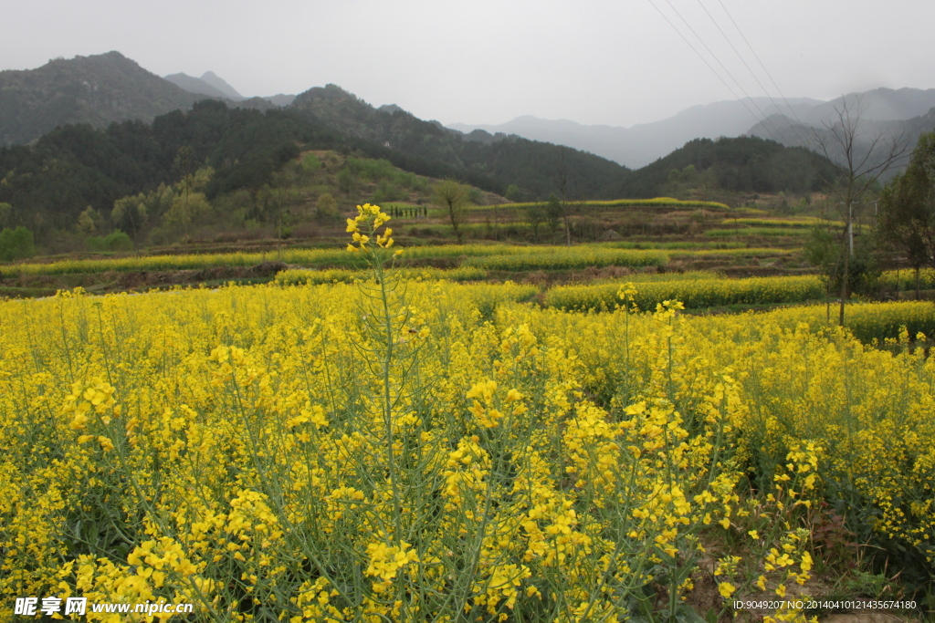 油菜花风景