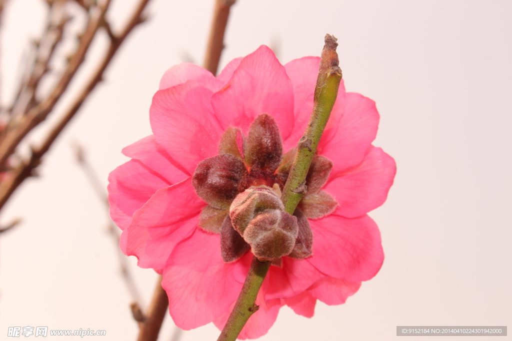 美丽的桃花