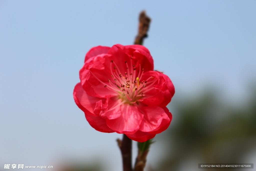 美丽的桃花