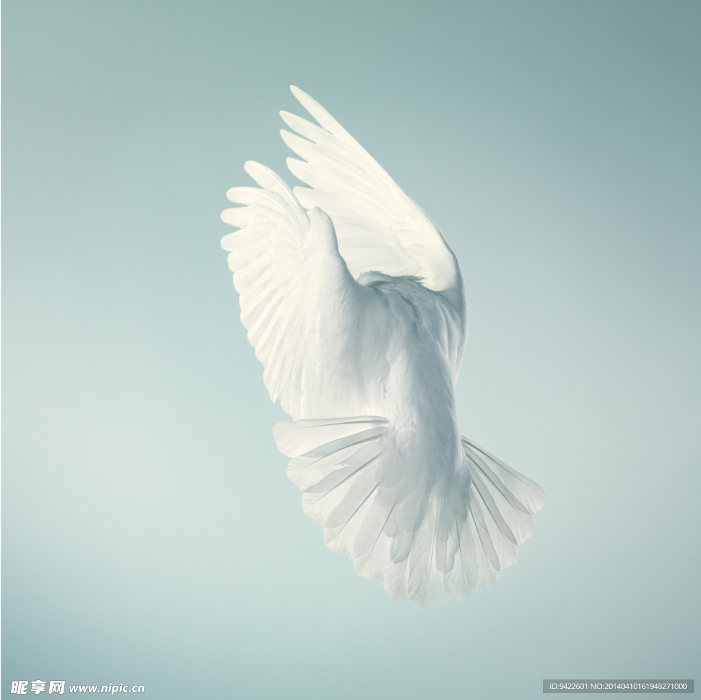 鸽子