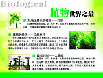 植物世界之最