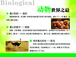 动物世界之最