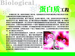 蛋白质工程