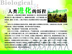 人类进化的历程