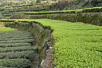 茶山
