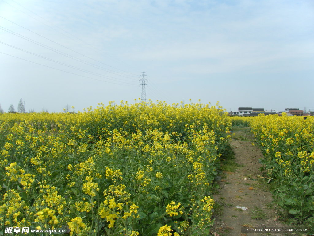 南通油菜花田