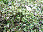 地苔藓