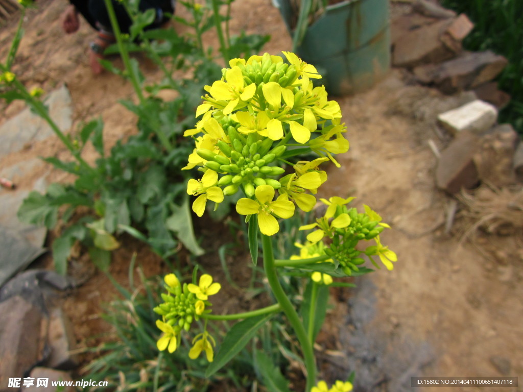 白菜花 黄花