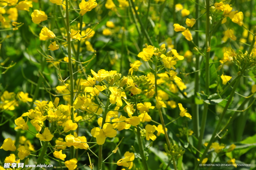 田园风光 油菜花 春