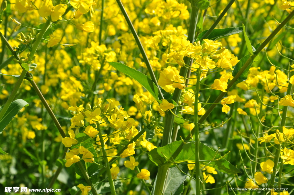 油菜花 田园风光 春