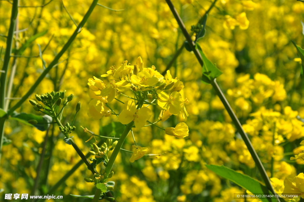 油菜花 田园风光 春