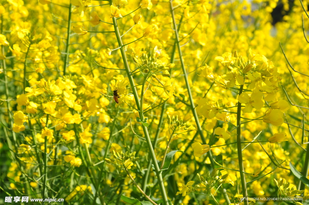 油菜花 田园风光 春