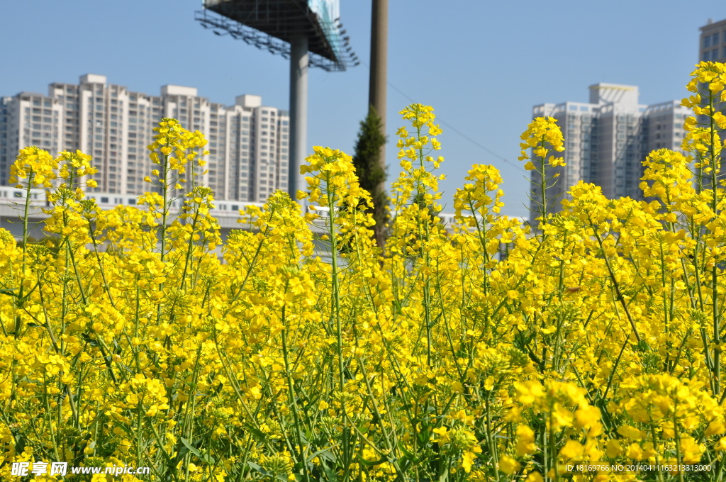 油菜花 春天