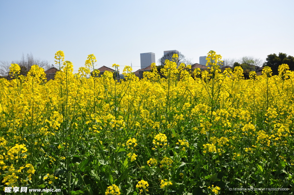 油菜花 田园风光