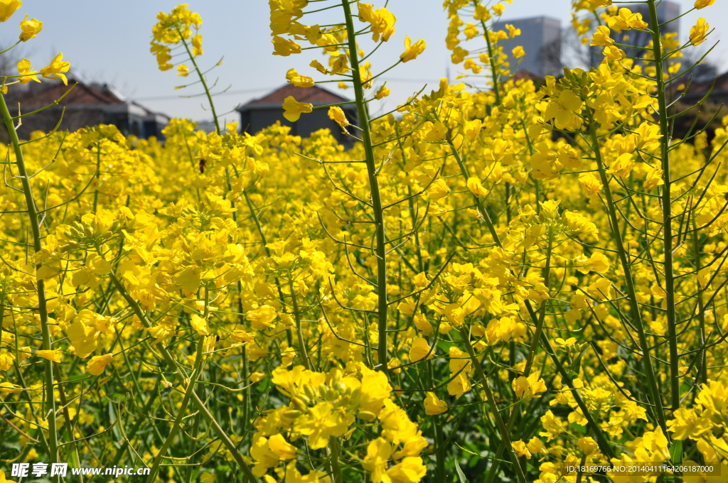 油菜花 春天