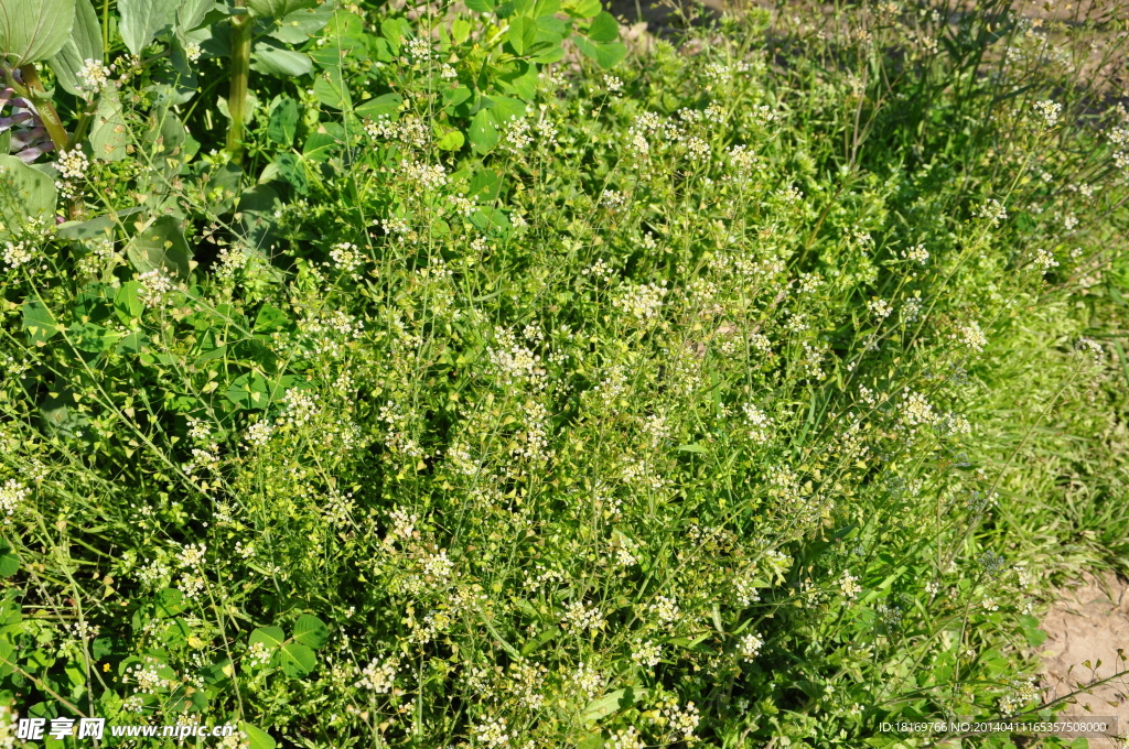 地菜 荠菜