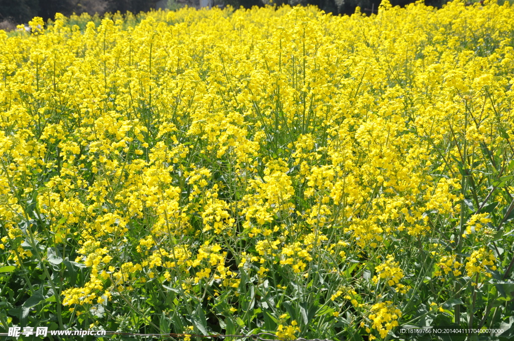 油菜花 春天