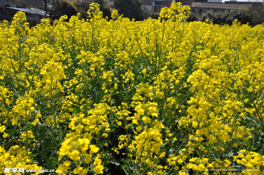 油菜花 田园风光