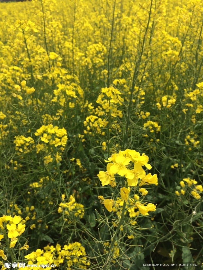 金黄的油菜花