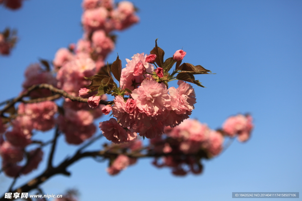 樱花
