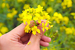 油菜花