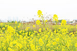 油菜花开