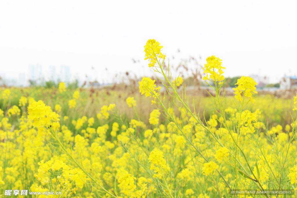 油菜花开