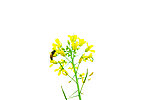 油菜花