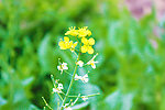 油菜花